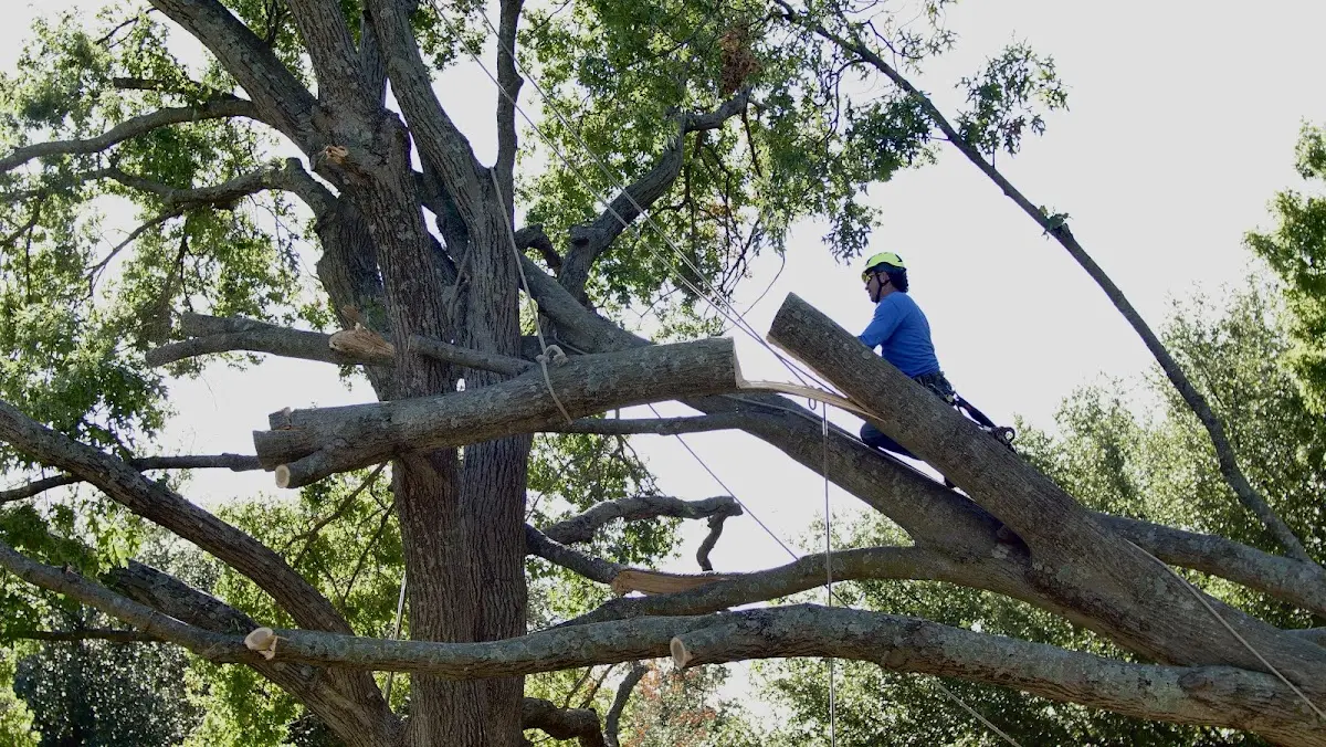 Professional Crown Thinning performed by certified arborists in Belpre