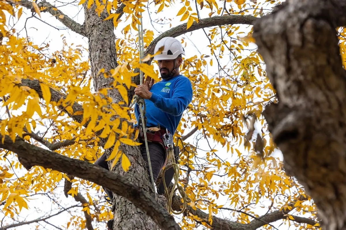 Skilled Tree Trimming crew working in Belpre