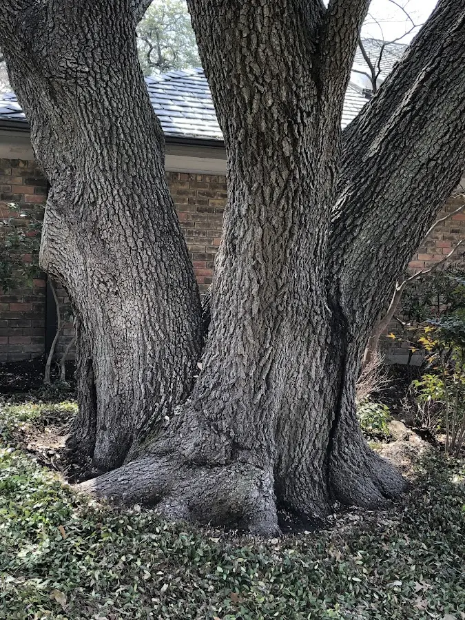 Mature heritage tree close to a Belpre property cared for by certified arborists